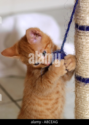 Ginger Kitten mit Kratzen Posten fünf Wochen alt Stockfoto