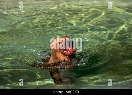 Bush Hund Speothossogar Venaticus gefangen Stockfoto