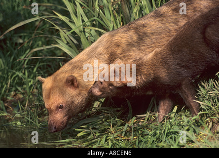 Bush Hund Speothossogar Venaticus gefangen Stockfoto