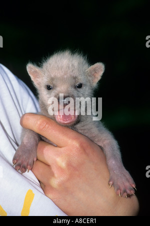 Bush Hund Speothossogar Venaticus gefangen Stockfoto