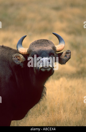 Bull Gaur Bos Gaurus Indien Nepal Thailand Indochina gefangen Säugetier Rinder Ochse Bulle Kuh wilden Bisons indische gefährdeten Erhaltung Stockfoto