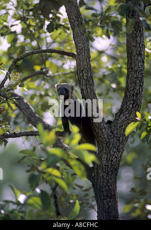 Tayra (Eira barbara) tropisches Mittel- und Südamerika. Tikal Nationalpark, Guatemala Stockfoto