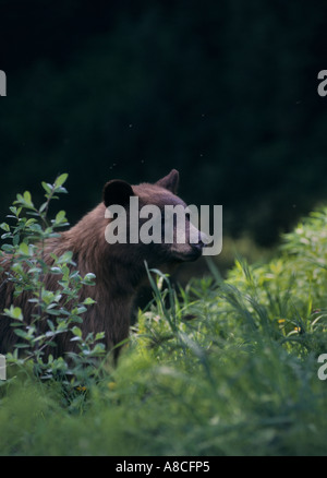 Amerikanischer Schwarzbär Ursus Americanus Mount Seymour Provincial Park, BC Kanada braune Farbe Farbe Zimt Fleischfresser Raubtier omn Stockfoto