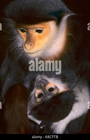 Rot-Schaft-Douc Languren Pygathrix Nemaeus Nemaeus, in Gefangenschaft Stockfoto