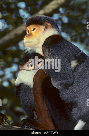 Rot Schaft-Douc Languren Pygathrix Nemaeus Nemaeus Captive weiblich und baby Stockfoto