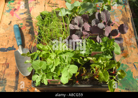 Tablett mit gesunde Setzlinge bereit für die Bepflanzung Stockfoto