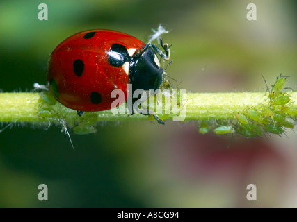 Sieben spot Marienkäfer Coccinella 7 Trommler Essen Blattläuse an einem Pflanzenstängel Stockfoto