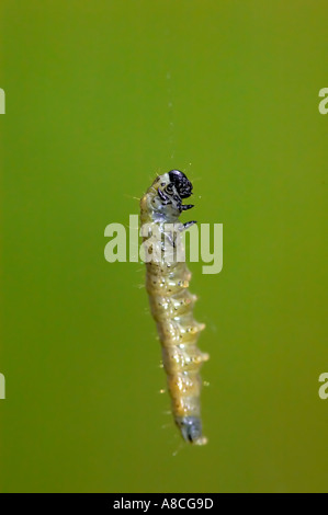 Grüne Eiche Tortrix Motte Raupe Tortrix Viridana hängend von einem Seidenfaden im Epping Forest Stockfoto