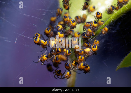 Zahlreiche junge Briten gemeinsamen Garten oder Cross Spinnen Araneus diadematus Stockfoto