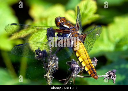 Weibliche breiten Bodied Chaser Libelle Libellula Depressa hocken im Epping Forest Stockfoto