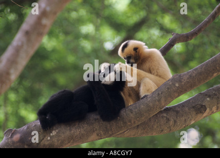 Weißen Wangen Gibbon Nomascus Leucogenys Vietnam Laos Erwachsenfrau Pflege männlich Stockfoto