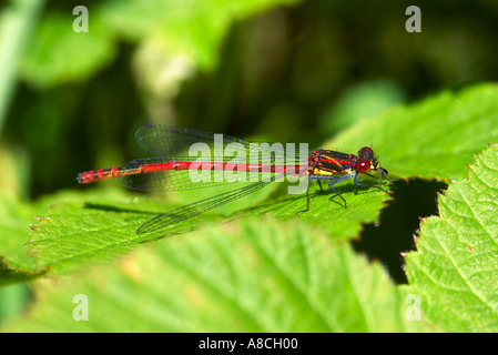 Große rote Damselfly Pyrrhosoma Nymphula Essen ein anderes Insekt auf einem Blatt Bramble im Epping Forest London UK Stockfoto