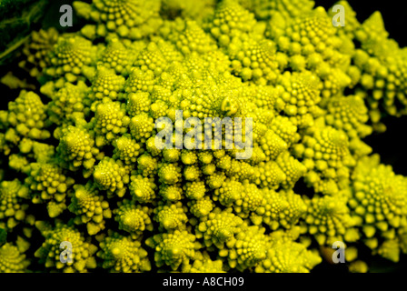 Romanesco Brokkoli Stockfoto