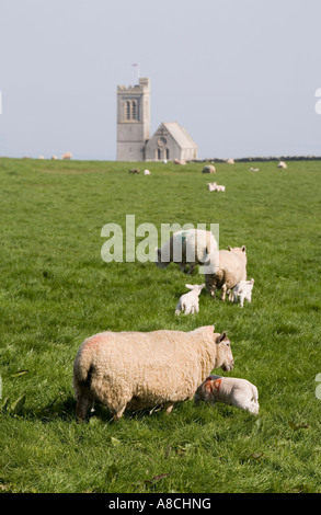 UK Lundy Island Schafe grasen auf der Wiese vor St. Helenas Church Stockfoto