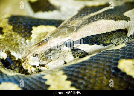 Indian Python Schlange Python aus Stockfoto