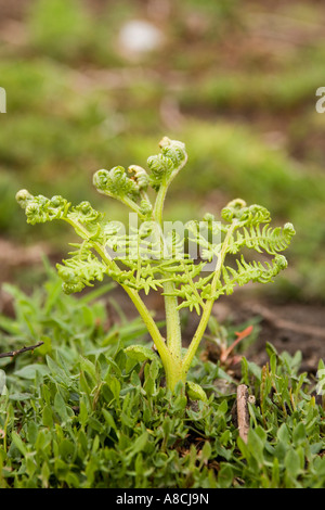 UK Lundy Island neuen Spross der Bracken unfurling im Frühling Stockfoto