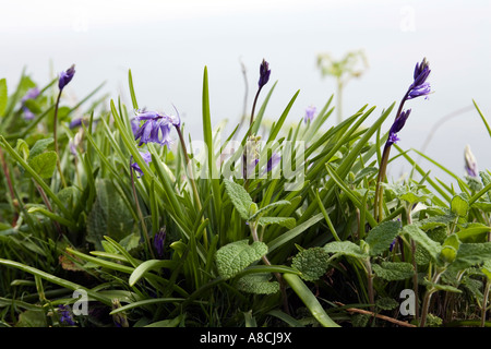 UK Lundy Island Frühling aufstrebenden Bluebell Blumen Hyacinthoides non scripta Stockfoto