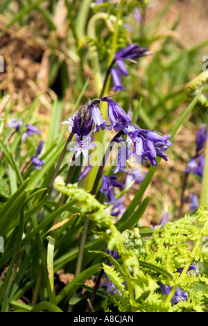 UK Lundy Island Frühling aufstrebenden Bluebell Blumen Hyacinthoides non scripta Stockfoto