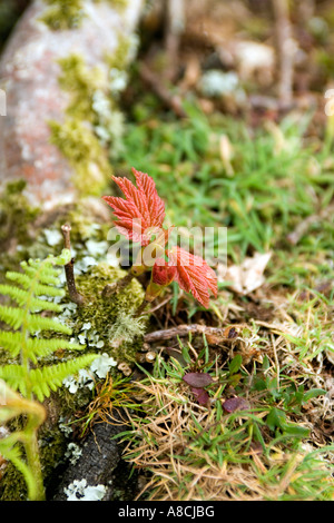 UK Lundy Island Frühling neue Blätter der Bergahorn Sauger Stockfoto