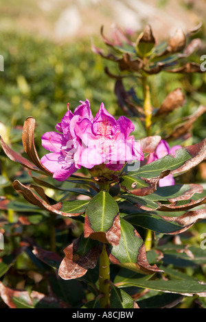 UK Lundy Island Frühling neue Rhododendron-Blüte Stockfoto