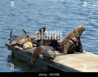 Kap-Pelz-Dichtung Arctocephalus percivali. Ruhenden Hafen von Cape Town-Südafrika Stockfoto