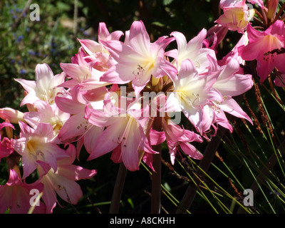 Amaryllis Belladonna Blume Südafrika Stockfoto