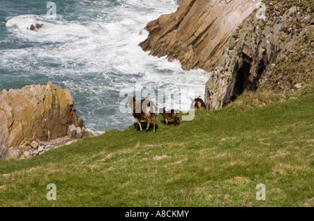 UK Lundy Island Atlantik Küste Soay Schafe hohen Klippe über Jennys Cove Stockfoto