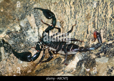 Der malaysische Wald Skorpion auch bekannt als die riesigen blauen Skorpion Heterometrus spinifer Stockfoto