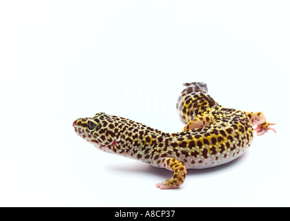 Leopardgecko Stockfoto