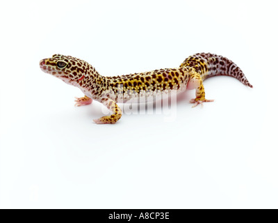 Leopardgecko Stockfoto