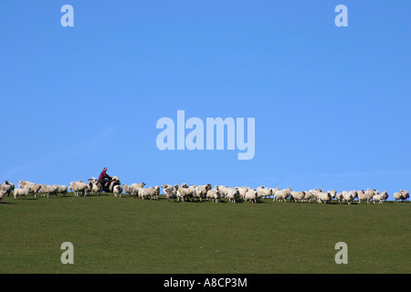 Landwirt mit Quad Aufrundung Schafe in Wales Großbritannien Stockfoto