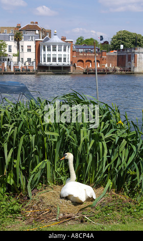 Schwan neigt Eizellen von Schilf auf der Themse an der Hampton Court Bridge Stockfoto