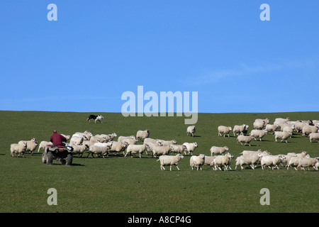 Bauer auf Quad-Bike und Schäferhund Schafe in Wales Großbritannien aufrunden Stockfoto