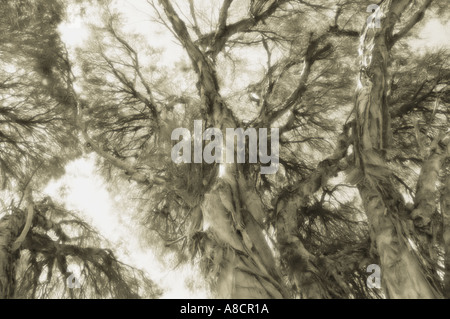Western Australia Perth Big alten ehrwürdigen Baum mit vielen Ästen Spezialeffekt monochrome Sepia weichen Stockfoto