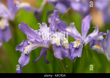 Zwerg Crested Iris in der Great Smoky Mountains National Park Stockfoto