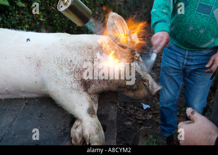 Traditionelle Art der Tötung einer Katze im ländlichen Portugal. Stockfoto