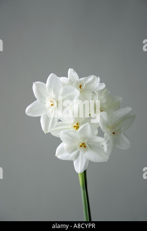 Ein Stilleben von Papier weiße Narzisse (Narcissus Papyraceus) gegen ein neutrales Grau. Stockfoto