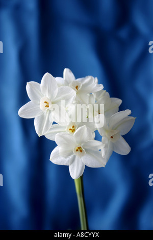 Ein Stilleben von Papier weiße Narzisse (Narcissus Papyraceus) gegen ein blauer Seide Hintergrund. Stockfoto