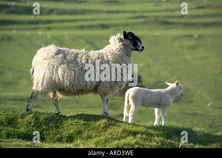 Schafe und Lämmer in der Nähe von römischen Kastells Housesteads, Northumberland Stockfoto