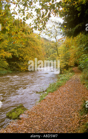 Herbst am Fluss Allen bei Allen Banks, Northumberland Stockfoto