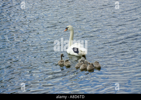 Swan und Cygnets auf den Fluss Severn bei Deerhurst, Gloucestershire Stockfoto