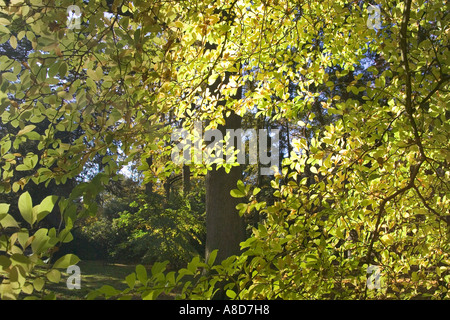 Herbstfarben im Westonbirt Arboretum, Gloucestershire Stockfoto