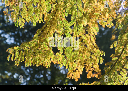 Herbstfarben im Westonbirt Arboretum, Gloucestershire Stockfoto