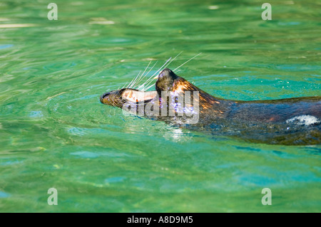 Seebär in Wasser in Abel Tasman Gewässern, Südinsel, Neuseeland Stockfoto