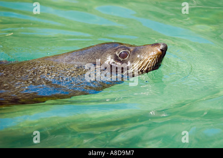 Seebär in Wasser in Abel Tasman Gewässern, Südinsel, Neuseeland Stockfoto