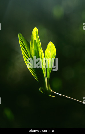 Indische Pflaume Oemleria cerasiformis Stockfoto