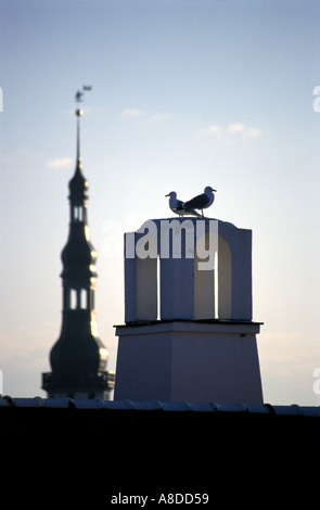 Zwei Möwen sitzen auf den Schornstein Stockfoto