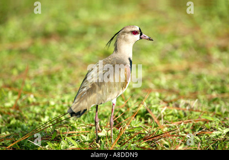 Eine südliche Kiebitz in der Nähe von Gamboa in Soberania Nationalpark, Provinz Panama, Republik von Panama. Stockfoto