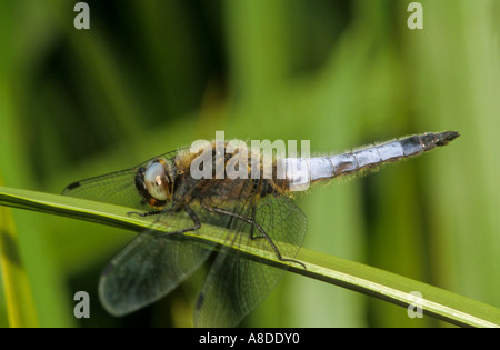 Knappen Chaser Libelle Libellula fulva Stockfoto