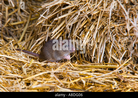 Junge braune Ratte Rattus Norvegicus Stroh Ashwell Hertfordshire Warnung auf Stockfoto